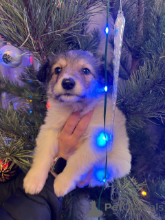 Zdjęcie №3. Cudowne maleństwo Snezha szuka domu. W dobrych rękach.. Federacja Rosyjska