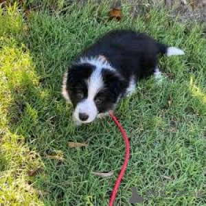 Zdjęcie №2 do zapowiedźy № 169381 na sprzedaż  border collie - wkupić się Finlandia prywatne ogłoszenie, hodowca