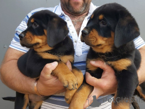 Zdjęcie №3. Szczenięta rottweilera. Belgia