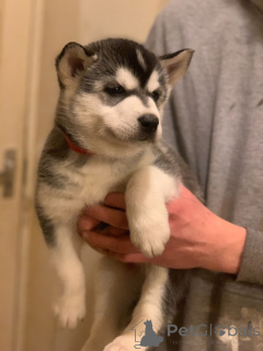 Zdjęcie №4. Sprzedam husky syberyjski w Zinkgruvan. prywatne ogłoszenie, hodowca - cena - 4784zł