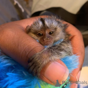 Zdjęcie №1.  - na sprzedaż w Delaware | negocjowane | Zapowiedź №161494