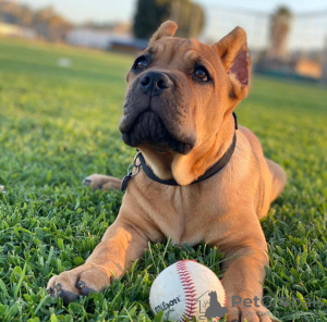 Dodatkowe zdjęcia: Szczenięta Cane Corso