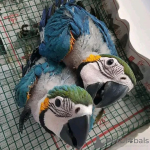 Zdjęcie №1.  - na sprzedaż w Berlin | Bezpłatny | Zapowiedź №139132