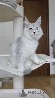 Zdjęcie №4. Sprzedam maine coon w Arel. hodowca - cena - negocjowane
