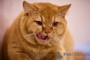 Zdjęcie №4. Sprzedam kot brytyjski krótkowłosy w Amsterdam. hodowca - cena - negocjowane