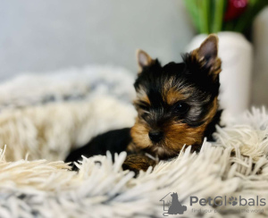 Zdjęcie №2 do zapowiedźy № 75544 na sprzedaż  yorkshire terrier - wkupić się Serbia prywatne ogłoszenie