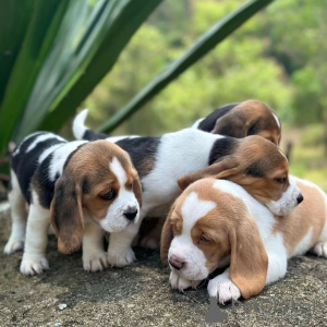 Dodatkowe zdjęcia: szukające szczeniąt beagle