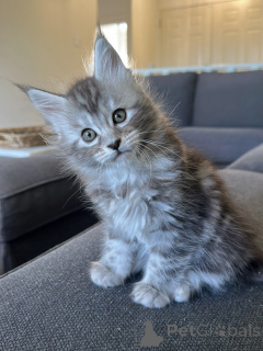 Zdjęcie №1. maine coon - na sprzedaż w Berlin | negocjowane | Zapowiedź № 177806