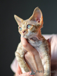 Zdjęcie №1. devon rex - na sprzedaż w Berlin | negocjowane | Zapowiedź № 171388