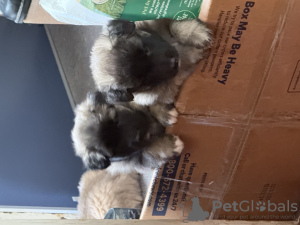 Zdjęcie №3. Linia mistrza, dokumenty. USA