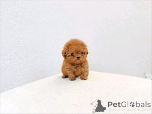 Zdjęcie №3. Pudel szczeniak do adopcji!. Cypr