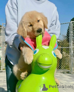 Zdjęcie №3. Te słodkie szczenięta golden retrievera szukają rodziny na zawsze! Są zabawne,. Szwajcaria