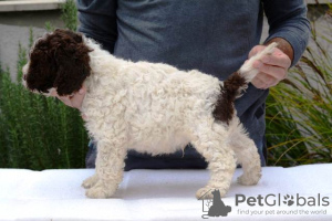 Dodatkowe zdjęcia: Lagotto Romagnolo, szczenięta płci męskiej