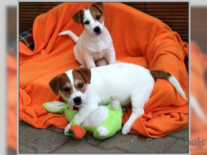 Zdjęcie №1. jack russell terrier - na sprzedaż w Berlin | Bezpłatny | Zapowiedź №127153