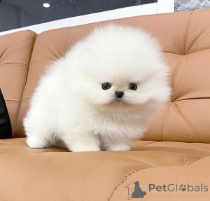 Zdjęcie №4. Sprzedam szpic miniaturowy w Berlin. hodowca - cena - negocjowane