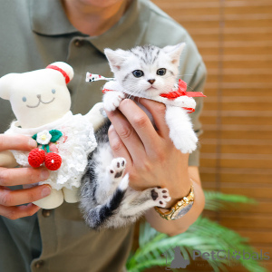 Zdjęcie №2 do zapowiedźy № 164490 na sprzedaż  munchkin - wkupić się Francja prywatne ogłoszenie