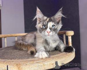 Zdjęcie №3. Rzadki niebieskooki rozcieńczony perkal Maine Coon, miękki i oszałamiający. Polska