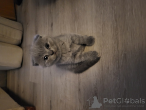 Zdjęcie №4. Sprzedam scottish fold w Sacramento. prywatne ogłoszenie - cena - negocjowane