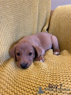 Zdjęcie №3. Wunderschöner Wurf MIT 7 Labrador-Welpen. Niemcy