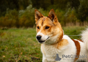 Zdjęcie №2 do zapowiedźy № 29974 na sprzedaż  pies nierasowy - wkupić się Federacja Rosyjska prywatne ogłoszenie