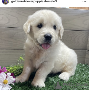 Zdjęcie №2 do zapowiedźy № 103772 na sprzedaż  golden retriever - wkupić się USA prywatne ogłoszenie