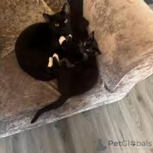 Zdjęcie №1. bombay cat - na sprzedaż w Tampere | 2774zł | Zapowiedź № 164943