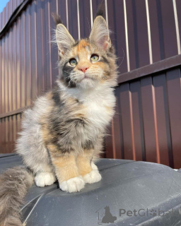 Zdjęcie №4. Sprzedam maine coon w Hamburg. prywatne ogłoszenie - cena - negocjowane