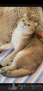 Zdjęcie №3. Szkocki. Federacja Rosyjska