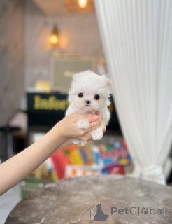 Zdjęcie №2 do zapowiedźy № 148776 na sprzedaż  maltańczyk - wkupić się Wielka Brytania prywatne ogłoszenie