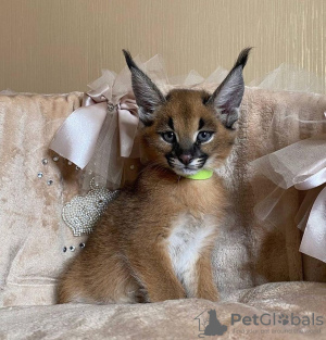 Dodatkowe zdjęcia: Dostępne kocięta caracal i caracat, savannah f1 i serval