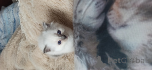 Zdjęcie №2 do zapowiedźy № 136049 na sprzedaż  kot birmański - wkupić się Hiszpania od żłobka, hodowca