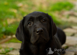 Zdjęcie №4. Sprzedam labrador retriever w Бачка-Паланка.  - cena - negocjowane