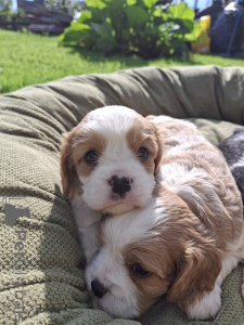 Zdjęcie №4. Sprzedam cocker spaniel amerykański, cocker spaniel angielski, springer spaniel angielski, pies nierasowy, springer spaniel walijski, irlandzki spaniel dowodny, hiszpański pies dowodny, cavalier king charles spaniel, cavalier king charles spaniel, clumber spaniel, russian spaniel, spaniel tybetański w Sztokholm. prywatne ogłoszenie, od żłobka, hodowca - cena - 5262zł