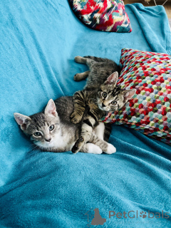 Zdjęcie №2 do zapowiedźy № 146138 na sprzedaż  kot europejski krótkowłosy - wkupić się Niemcy prywatne ogłoszenie