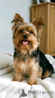 Zdjęcie №1.  - na sprzedaż w Ohio | negocjowane | Zapowiedź №162953