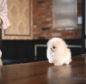 Zdjęcie №3. Wunderschöner Pomeranian-welpe . Niemcy