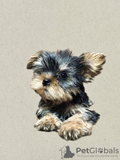 Zdjęcie №4. Sprzedam yorkshire terrier w Tbilisi. prywatne ogłoszenie - cena - negocjowane