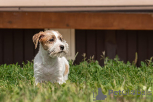 Dodatkowe zdjęcia: szczeniak Jack Russell Terrier