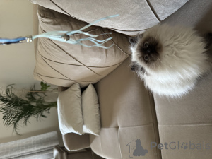 Zdjęcie №3. *Siberian leśne koty szukające kochających domów*. Niemcy