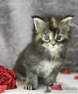 Zdjęcie №1. maine coon - na sprzedaż w Baden-Baden | 2631zł | Zapowiedź № 163325