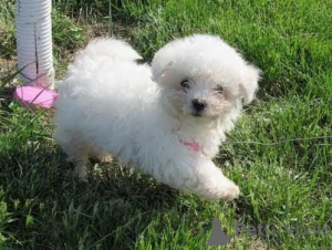 Zdjęcie №1. bichon frise - na sprzedaż w Liberec | negocjowane | Zapowiedź №170659