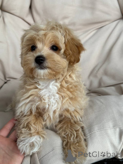 Zdjęcie №1.  - na sprzedaż w Berlin | 7175zł | Zapowiedź №143530