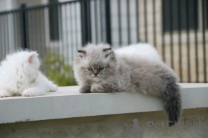 Zdjęcie №2 do zapowiedźy № 138922 na sprzedaż  himalayan (rasa kota) - wkupić się Niemcy hodowca
