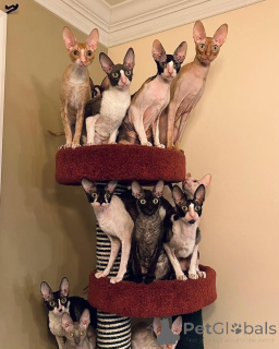 Zdjęcie №1. kot cornish rex - na sprzedaż w Friedberg (Hessen) | negocjowane | Zapowiedź № 164207