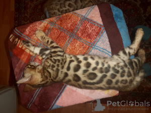 Zdjęcie №2 do zapowiedźy № 7946 na sprzedaż  kot bengalski - wkupić się Federacja Rosyjska od żłobka