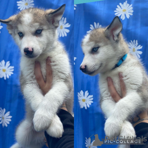 Zdjęcie №1. alaskan malamute - na sprzedaż w Eindhoven | 1674zł | Zapowiedź №46204