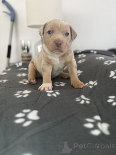 Zdjęcie №1. american bully - na sprzedaż w Lègstrup | negocjowane | Zapowiedź №169991
