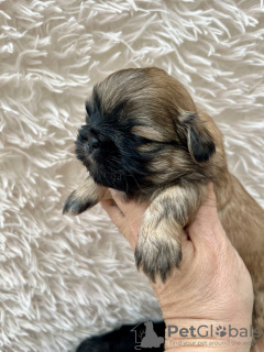 Zdjęcie №1. shih tzu - na sprzedaż w Los Angeles | 990zł | Zapowiedź №99263