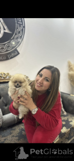 Zdjęcie №2 do zapowiedźy № 141367 na sprzedaż  szpic miniaturowy - wkupić się Serbia hodowca