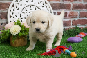 Zdjęcie №1. golden retriever - na sprzedaż w Alpbach | 1674zł | Zapowiedź №170129